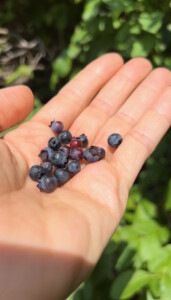 Wild Blueberry Scones